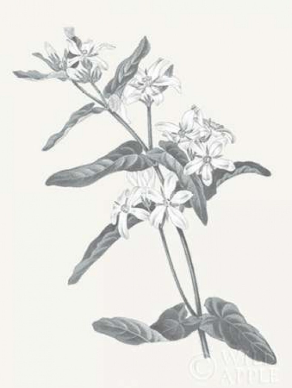 Neutral Botanical IV Poster Print by Wild Apple Portfolio - Item # VARPDX30695